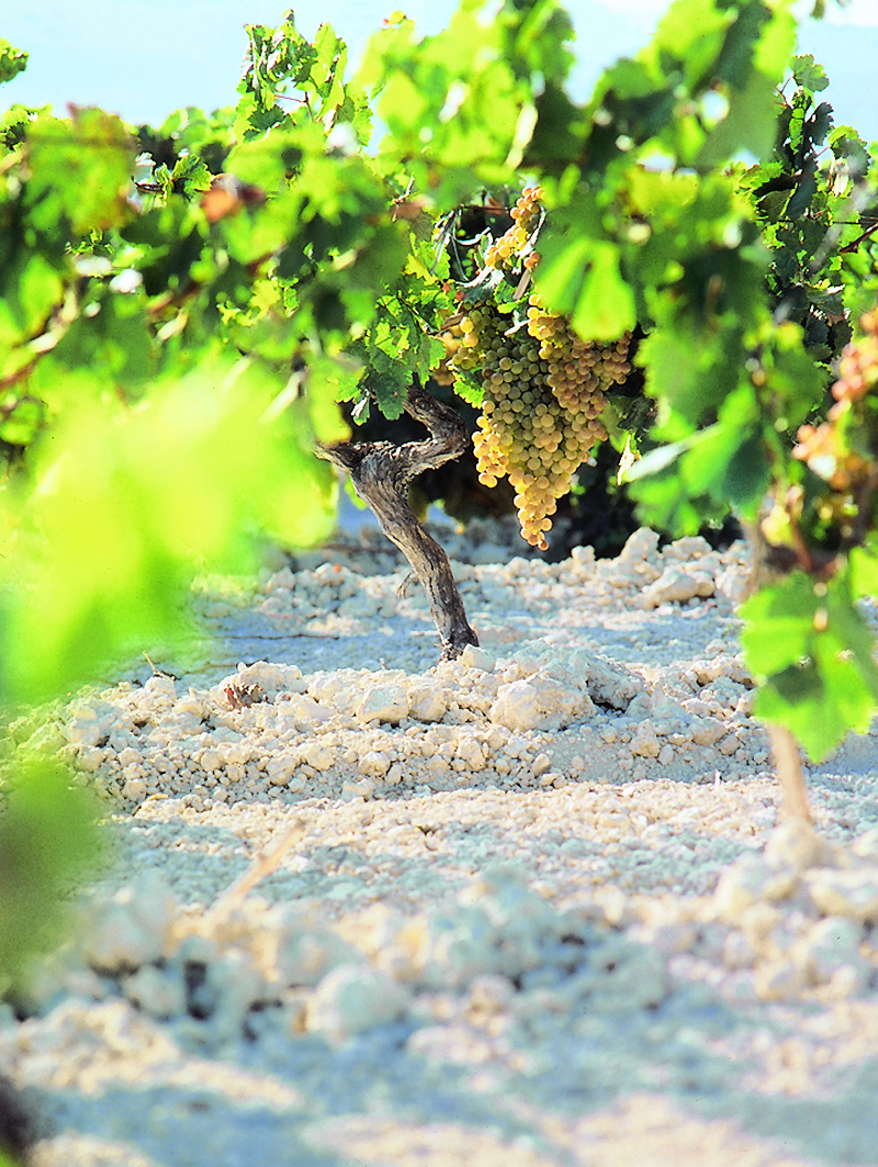 JerezXeresSherry The Palomino Grape