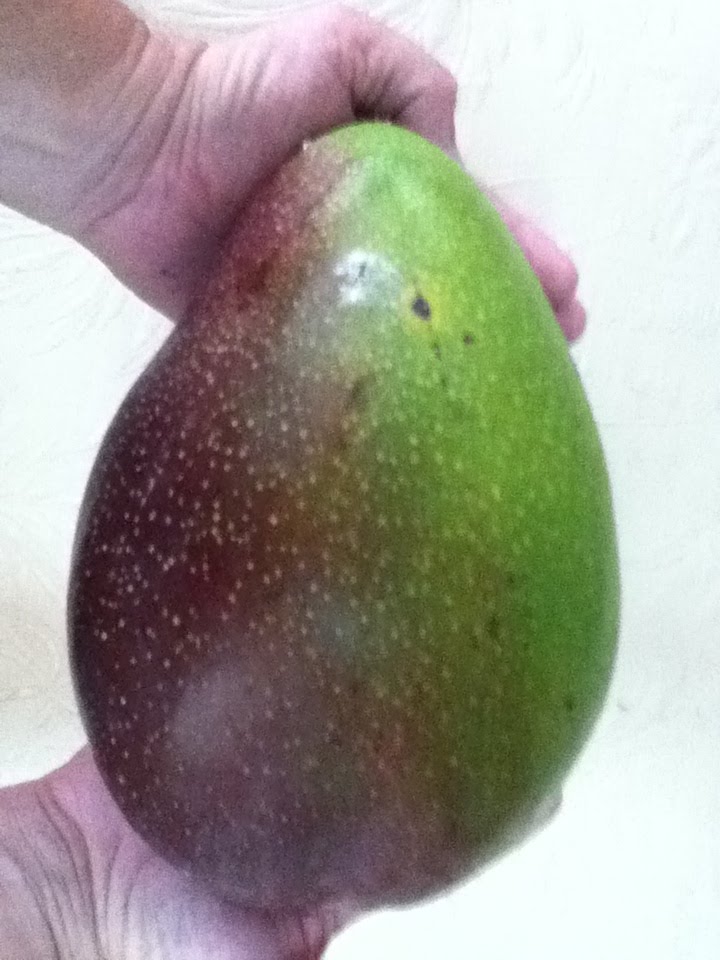 PUERTO RICO GALLERY Mango Gigante