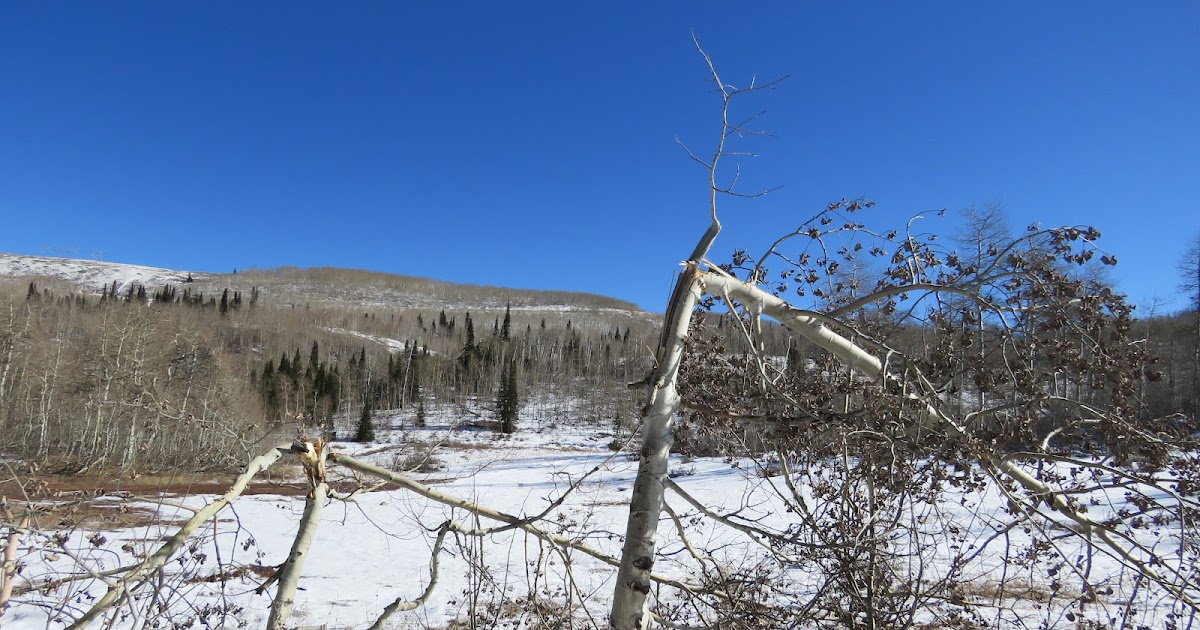 RMSO Bigfoot Scare Canyon Sasquatch McKinnon Mountain Bigfoot