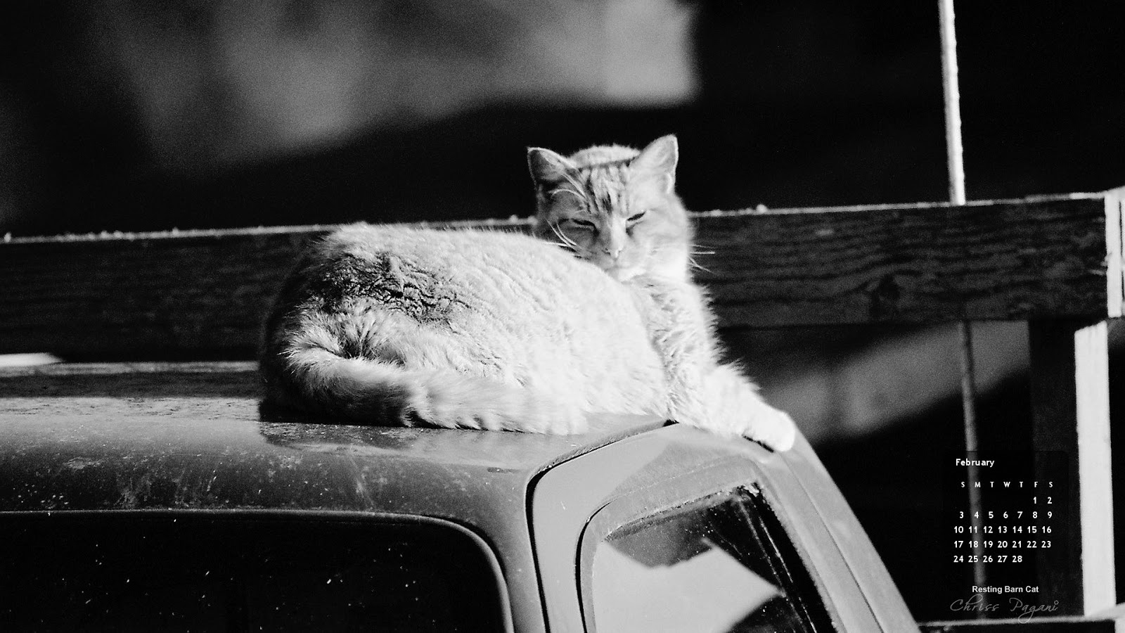 The Feral Life Compassion Cats February 2013 Cat Desktop Calendar in