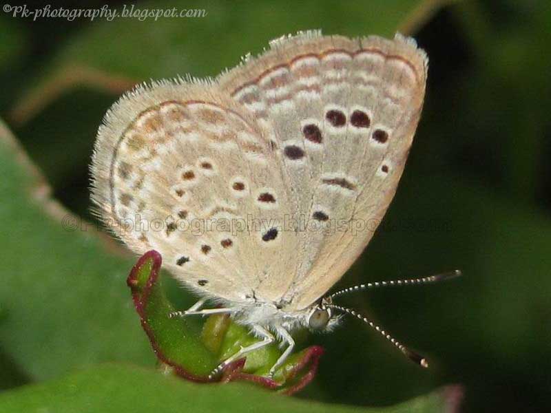 Pale Grass Blue Butterfly Nature, Cultural, and Travel Photography Blog