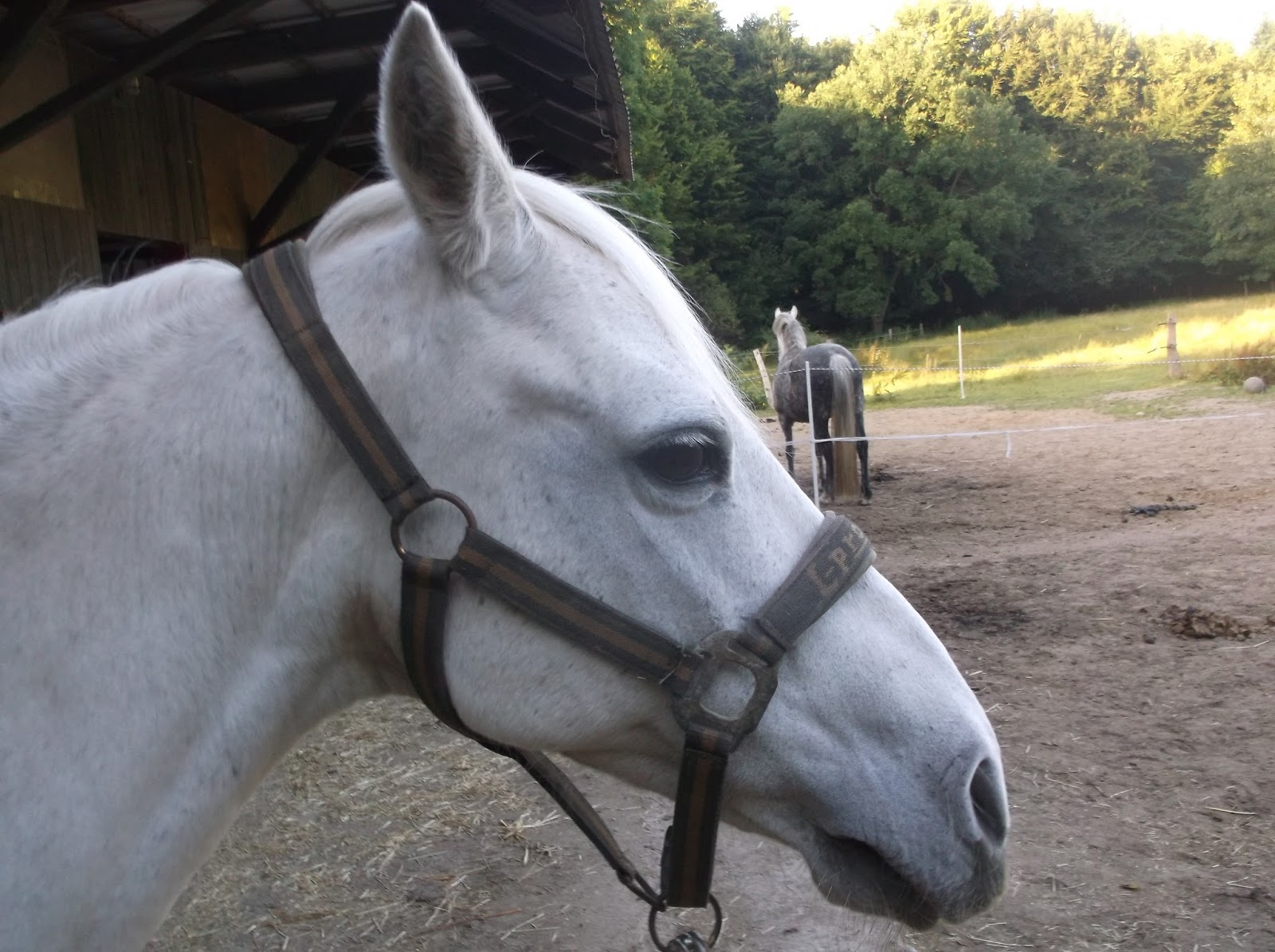 Hufrehe-Blog: Warum der Salzleckstein so wichtig ist