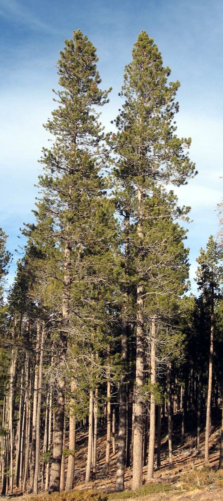 types of pine trees in montana