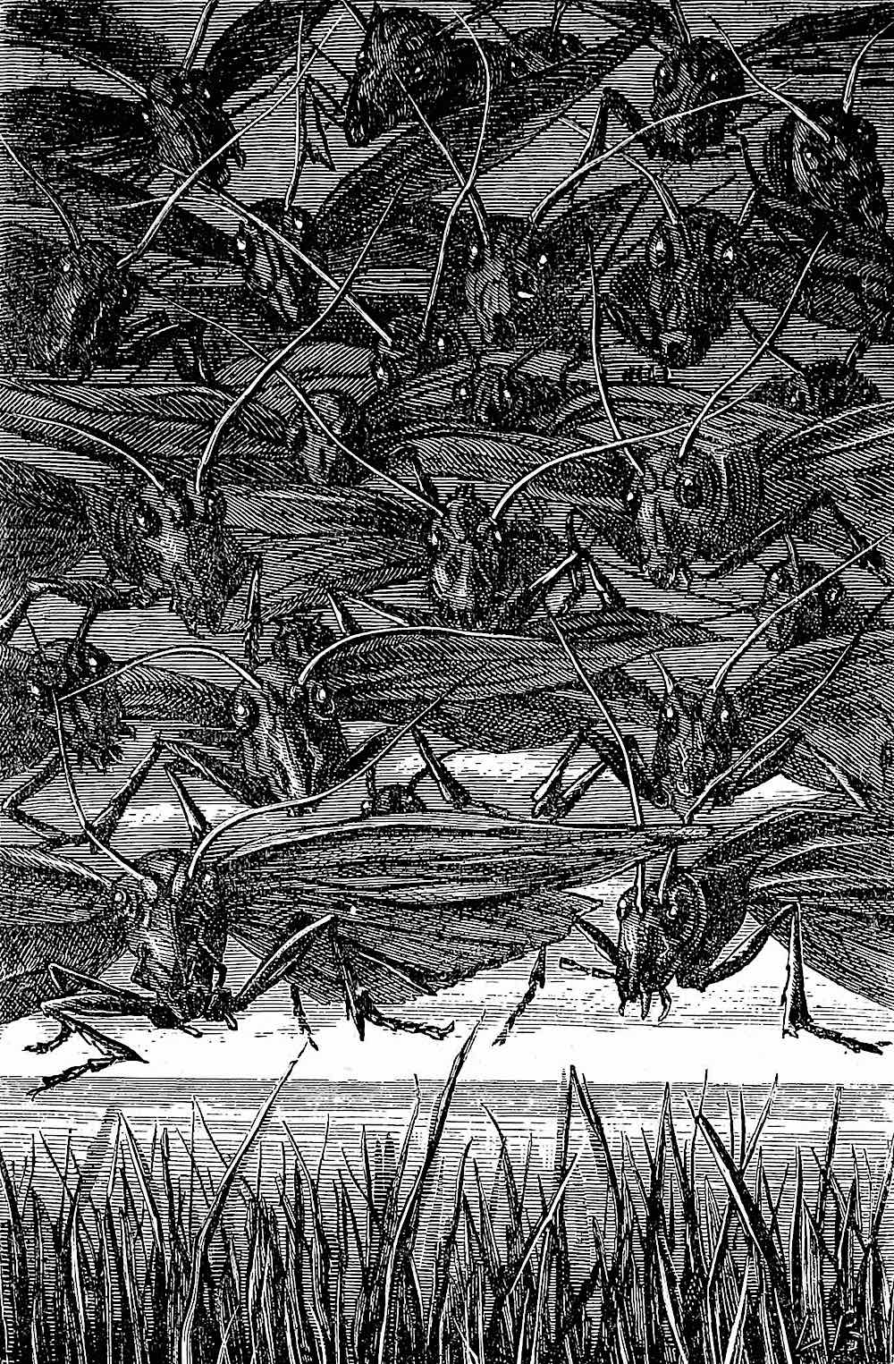 Léon Becker illustration 1888 a Léon Becker illustration 1888, locust plague