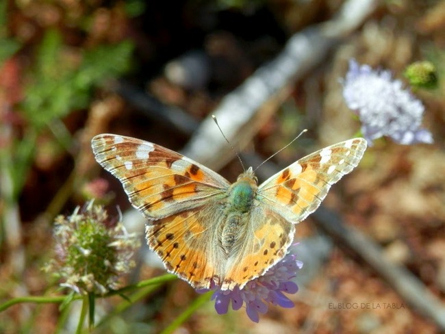 medidas biodiversidad jardines