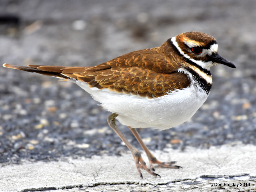 The Freiday Bird Blog: Wordless Wednedsday: Cape May Killdeer the First ...