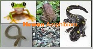 Hewan Amfibi (Amphibians) - berbagaireviews.com