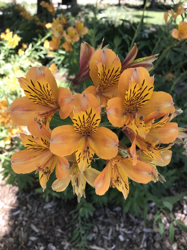 Northern California Angora Guild Beautiful Late Spring Flowers at UC