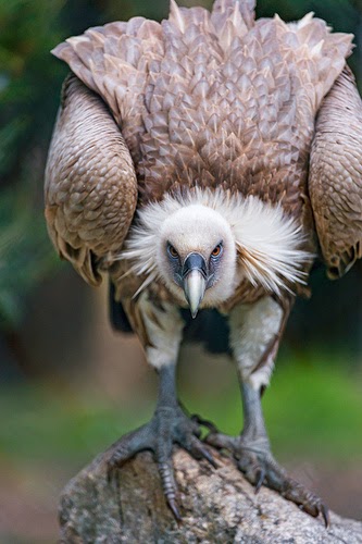 30 Gambar Hewan Unik Burung Nasar Pemakan Bangkai Amazing Update