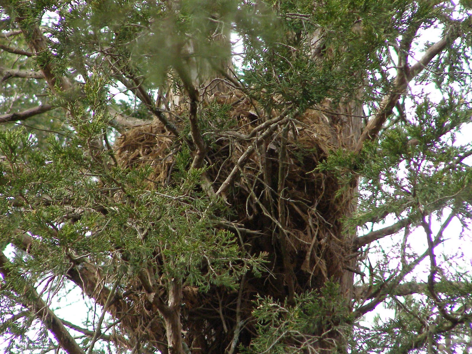Blue Jay Barrens Nest