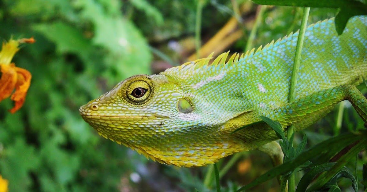 37 Makanan Bunglon Jenis Iguana Harga Karakteristik Jenis Pakan Penjelasan Lengkap Terbaru 2020 Pensil Aisyah