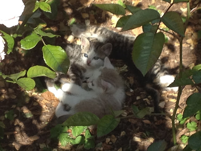 Disneyland Kittens