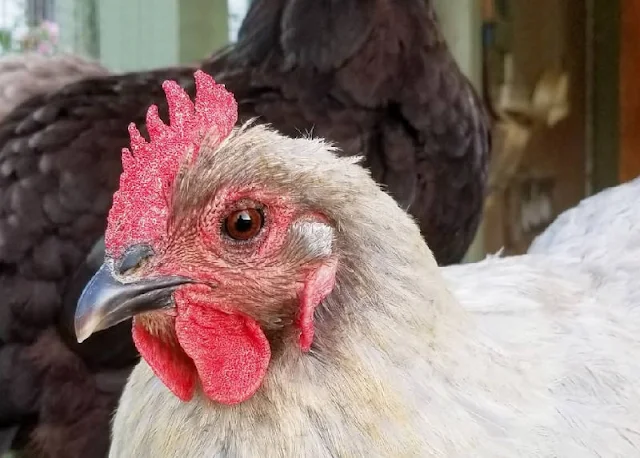 Closeup of chicken