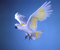 cacatua cockatoo flying birds flight mondo galerita pappagalli rettile australian settembre