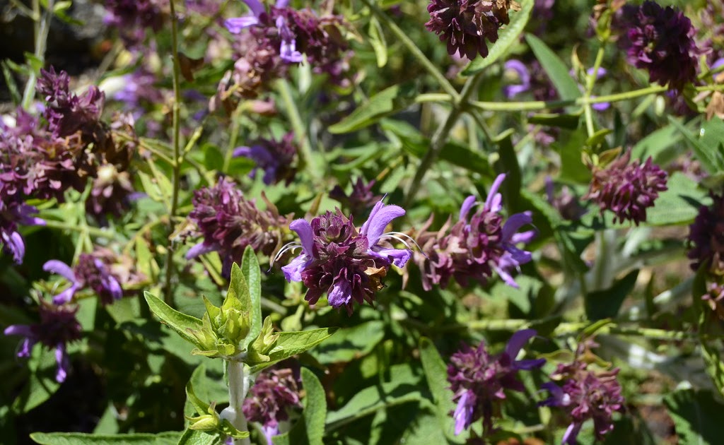 Salvia canariensis - Canary Island sage care and culture | Travaldo’s blog