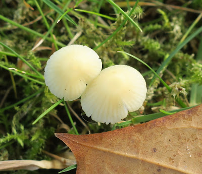 Tiny white toadstools close up. Possible Ivory Bonnet. (Mycena flavoalba) 2nd November 2020 Tiny white toadstools close up. Possible Ivory Bonnet. (Mycena flavoalba) 2nd November 2020