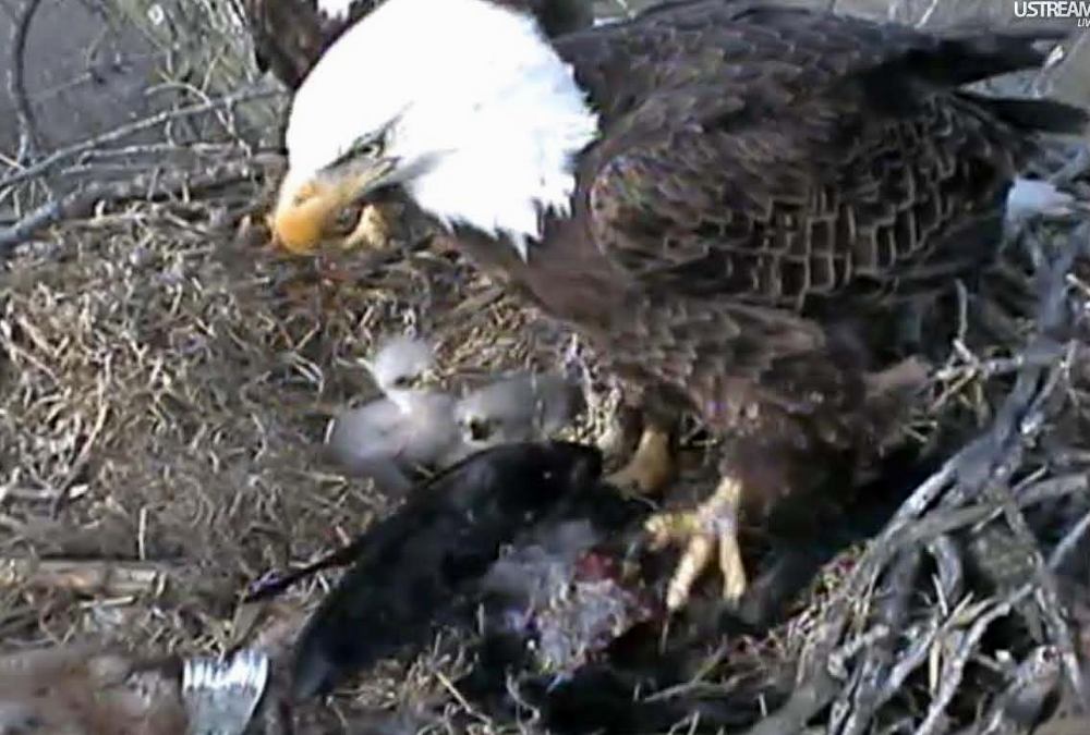The Flycatcher: Image from Bald Eagle nest camera