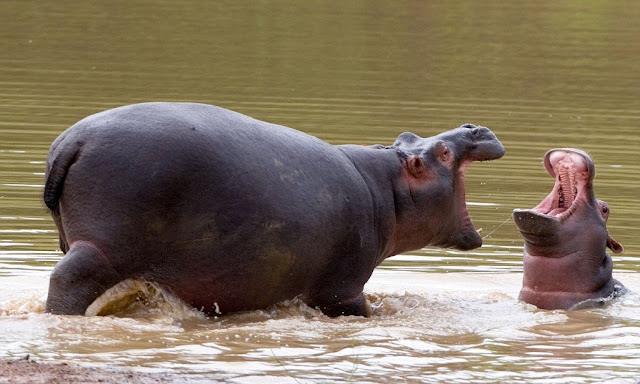 Бегемоты Hippopotamus amphibius