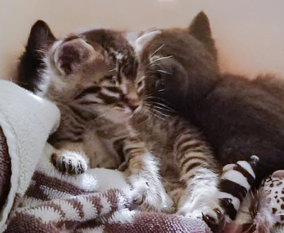 Abandoned kitten at Lodi animal shelter