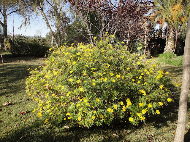 MATAS DE EURYOPS FLORECIDAS EN EL JARDÍN