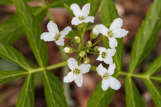 [Brassicaceae] Cardamine heptaphylla – Pinnate Coralroot.
