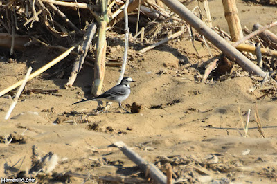 Cuereta blanca (Motacilla alba)