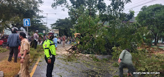 Macet total akibat pohong besar tumbang , Kanit patroli Polres Pangkep Bersama angotanya tiba di TKP