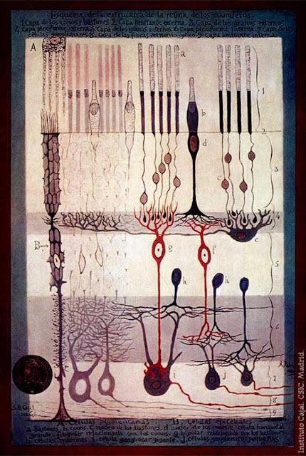Микроскопия клеток сетчатки, выполненная Кахалем