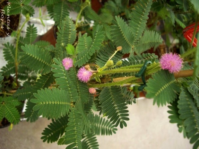 Plantas y flores: Mimosa pudica