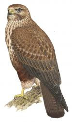 Buteo refectus