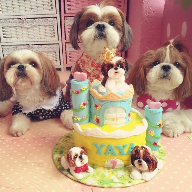 Como Fazer um Bolo de Aniversário para seu shih tzu 