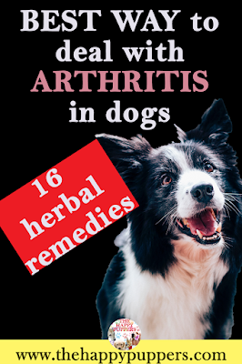 Herbal remedies for pain management in dogs PART II