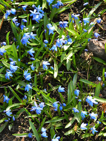 Siberian squill Scilla siberica Toronto Etobicoke spring garden cleanup Paul Jung Gardening Services