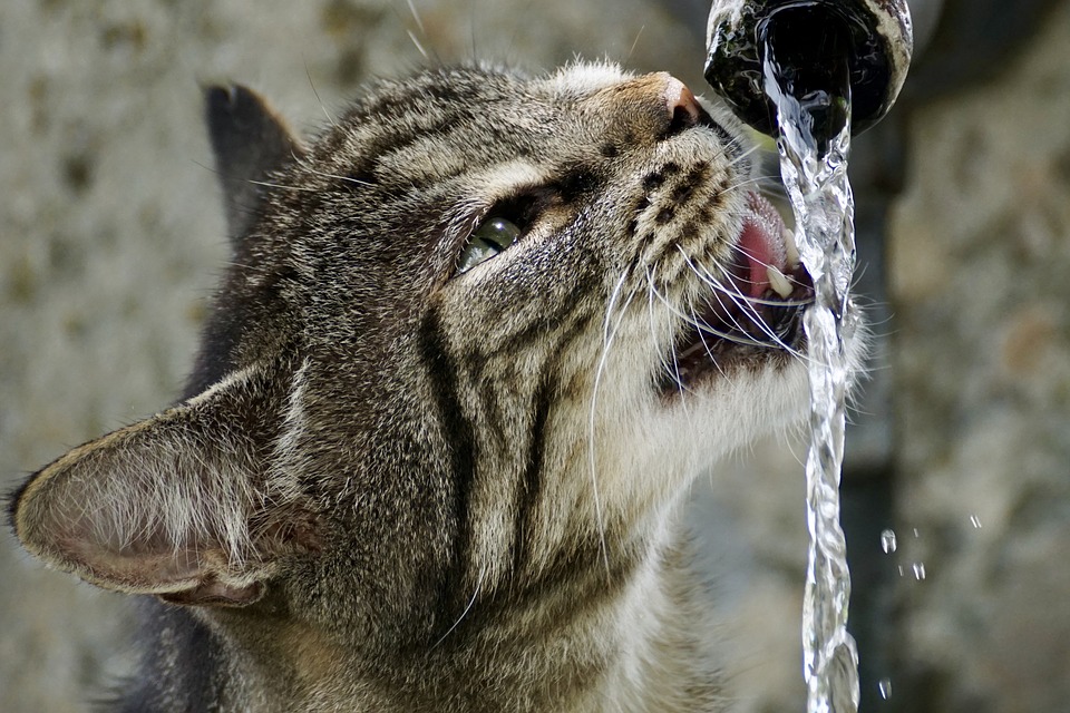 How to Help Your Cat Keep Cool in the Summer Heat
