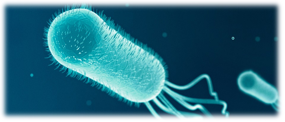 ¿Qué debes saber sobre Escherichia coli?