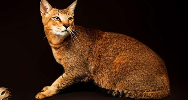 10 biggest cats