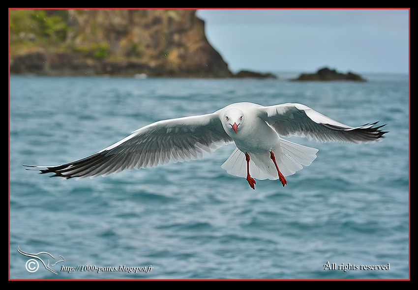 Brampton island, Australia - http://1000-pattes.blogspot.com/