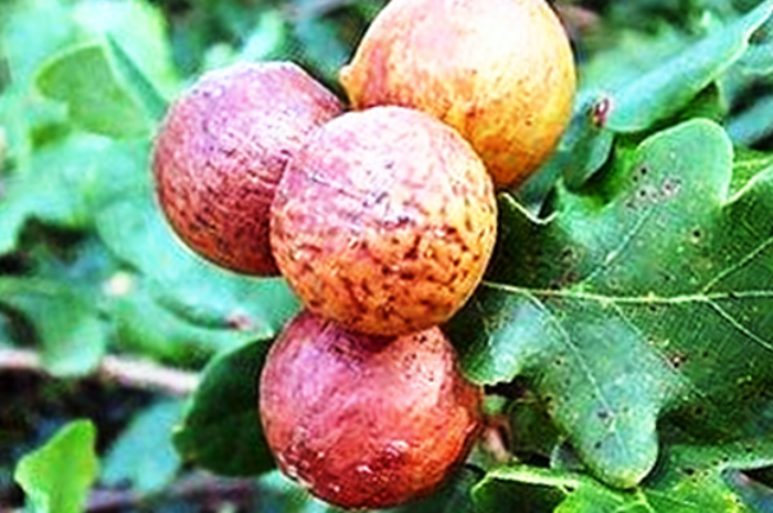 7 Khasiat Buah Majakani untuk Kesehatan Wanita