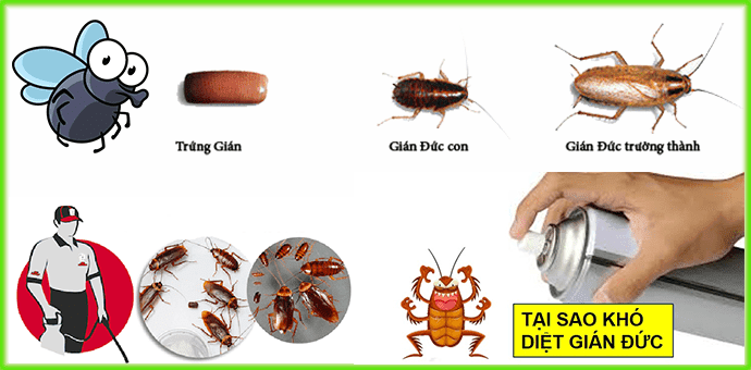 Phun thuốc diệt muỗi tại Đà Lạt