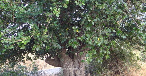 Pohon Serut