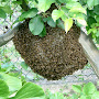questions essaimage abeilles