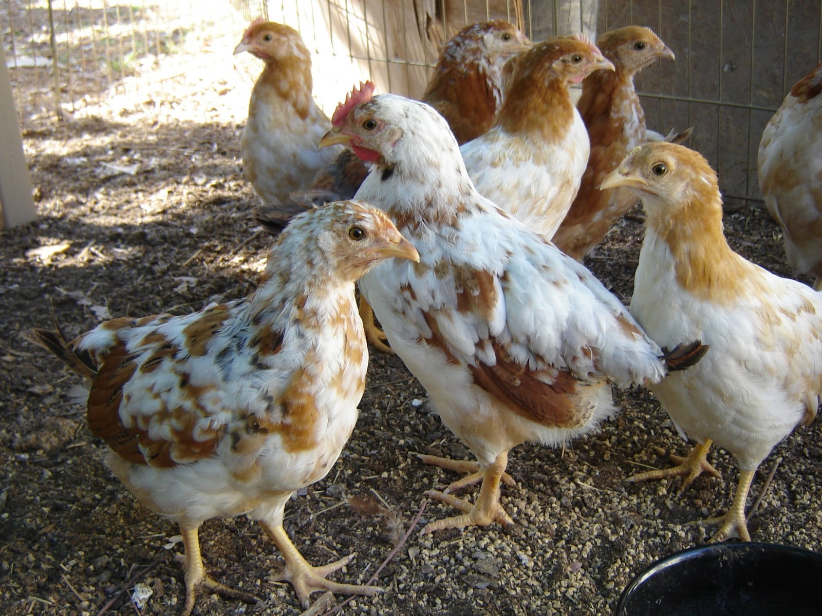 Aloha Chickens: Little Yellow Legs Babies