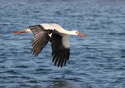 White Stork