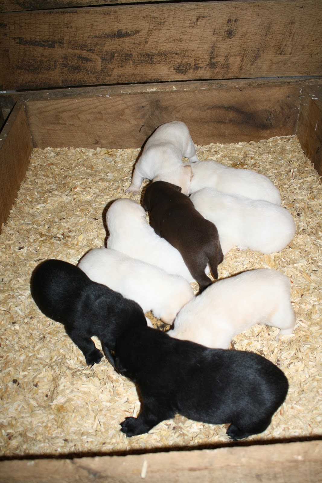 Top of the Hill Labs 3 Weeks Old Puppy Food, Yum!