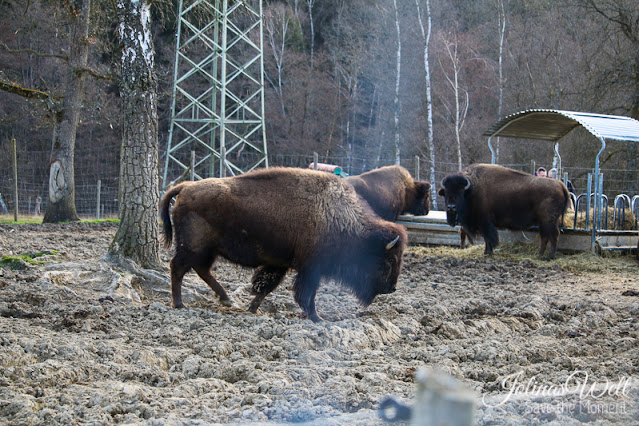 Bisons im Tierpark Rheinböllen
