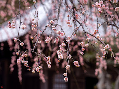 FROM THE GARDEN OF ZEN: Ume (Japanese apricot) flowers: Kaizo-ji