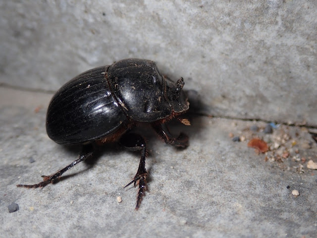 Copris lunaris Copris lunaris