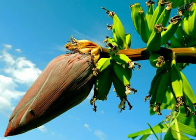 cara menanam buah pisang cara menanam buah pisang