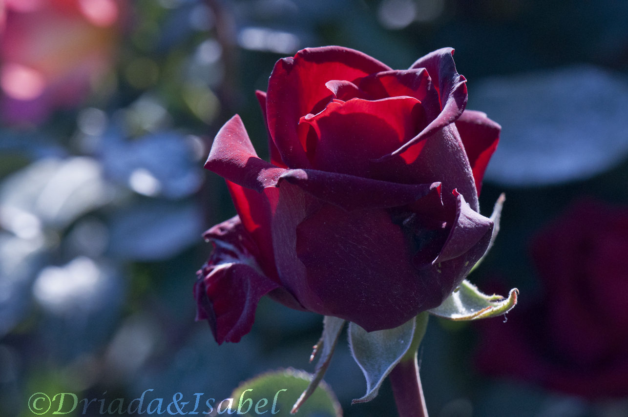 LA MAGIA DE MI JARDIN LAS ROJAS