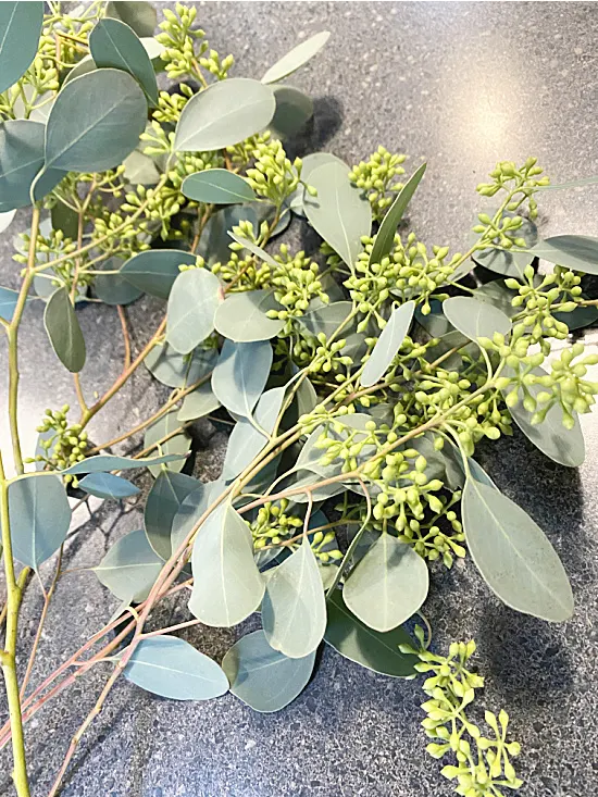 eucalyptus leaves